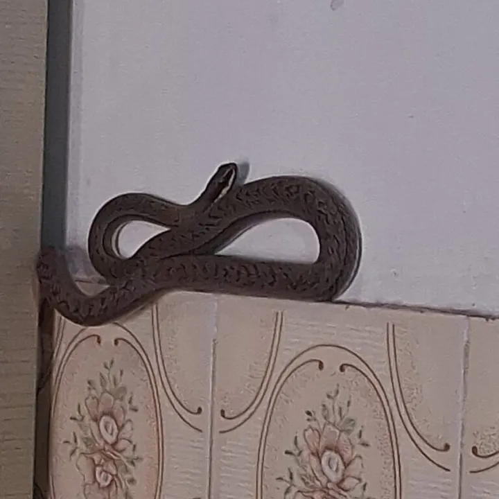 Cobra resgatada