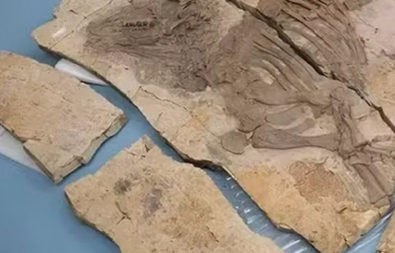 Haolong dongi, que habitou a China há 125 milhões de anos, possuía espinhos ocos originados na própria pele