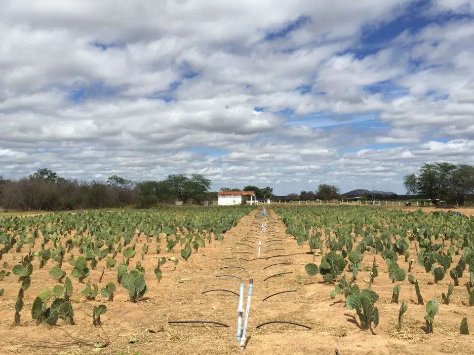 A chamada agricultura biossalina surge como uma alternativa para a produção