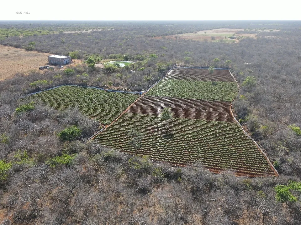 Foram localizadas três grandes fazendas utilizadas para o cultivo de maconha