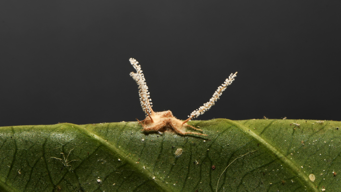 Nova espécie de fungo parasita de aranha, Gibellula mineira, descoberta na Mata da Biologia