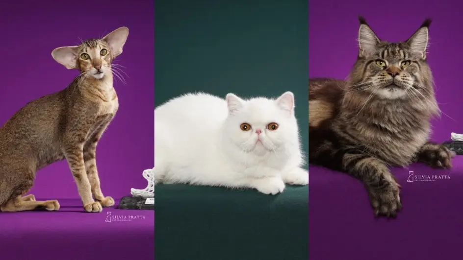Os gatos mais “diferentões” de Santa Catarina irão se encontrar em Balneário Camboriú