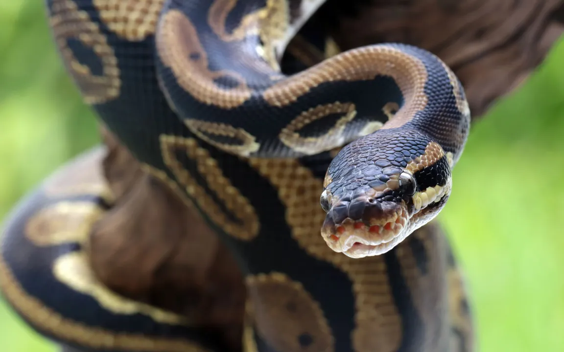 A picada ocasionou na morte do homem