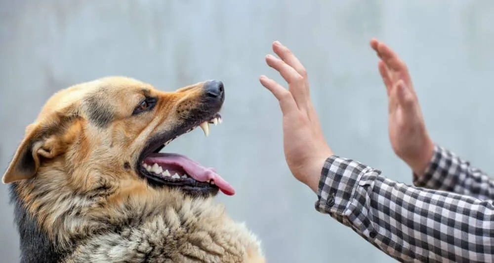 Vítima de uma mordida de cachorro