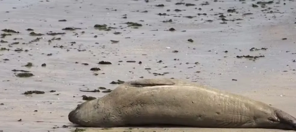 Animal foi morto enquanto descansava