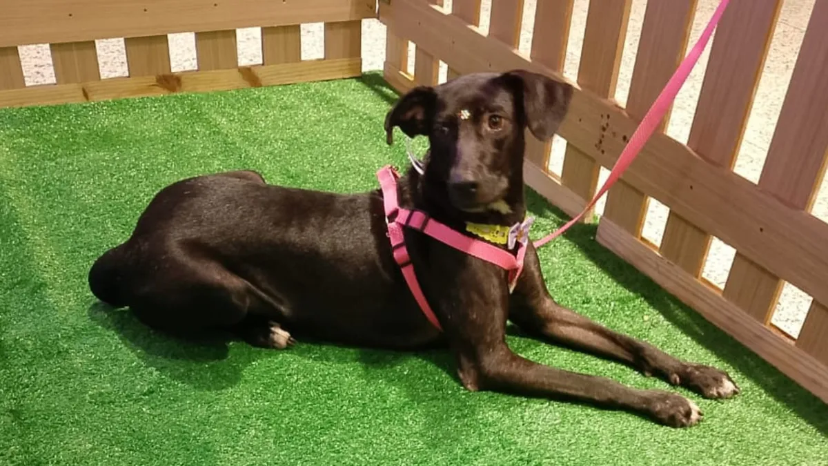 Pretinha, 5 anos, castrada