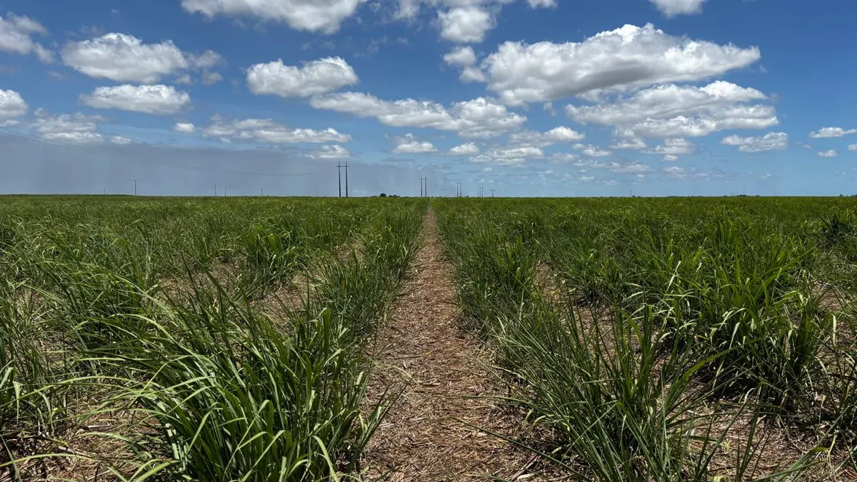 Canaviais e uso de remineralizadores