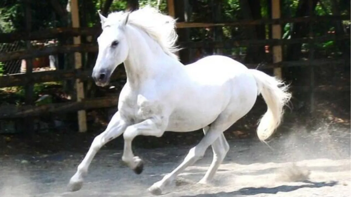 Imagem ilustrativa da imagem Medalhista olímpico é acusado de vender sêmen de cavalo milionário