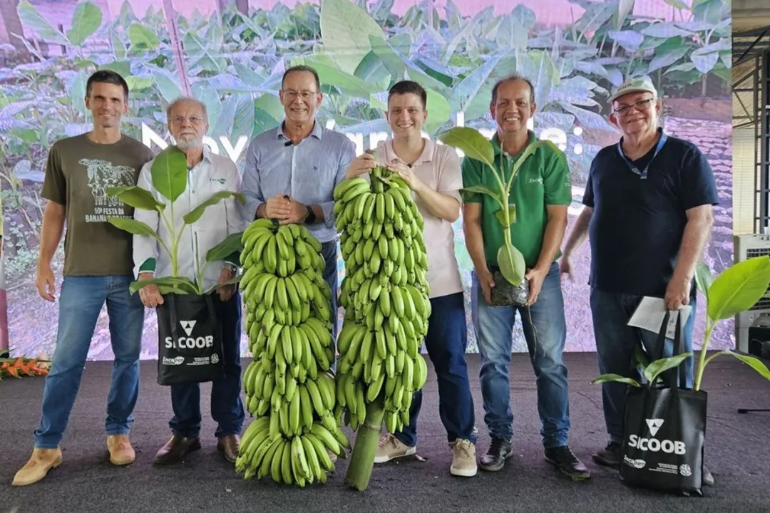 Banana surge como resposta a desafios históricos da cultura, como pragas, doenças e perdas na lavoura