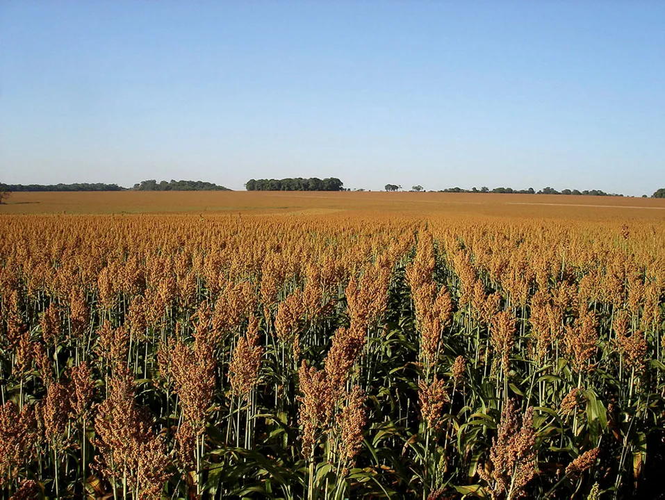 Sorgo tem apontado alta produtividade na Bahia