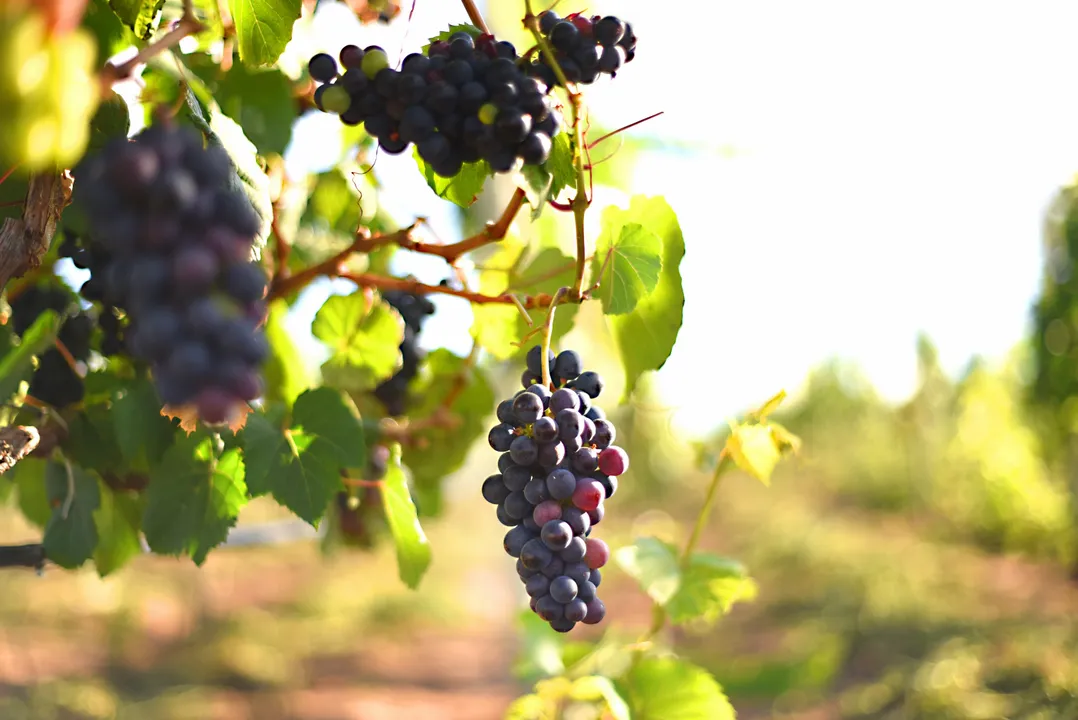 Fotos de uvas na lavoura da Vinícola Reconvexo