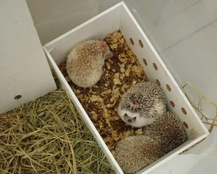 Ouriços africanos resgatados pela PRF