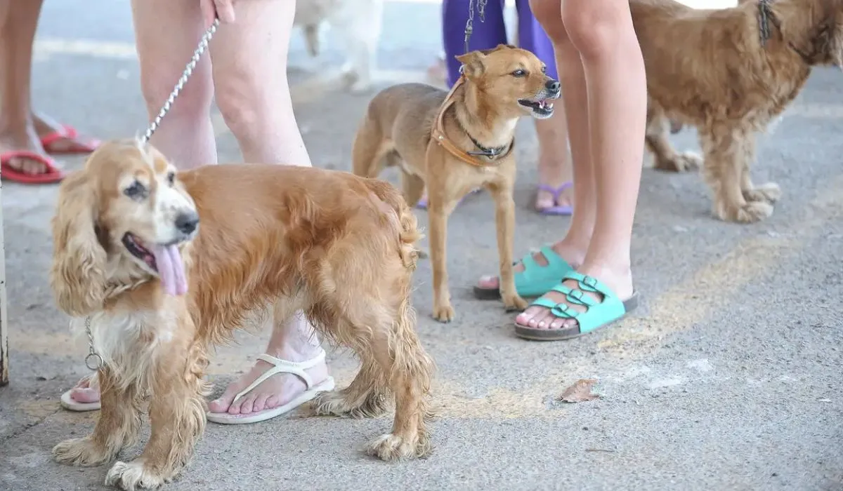 Regra do CTB prevê multa de até R$ 195