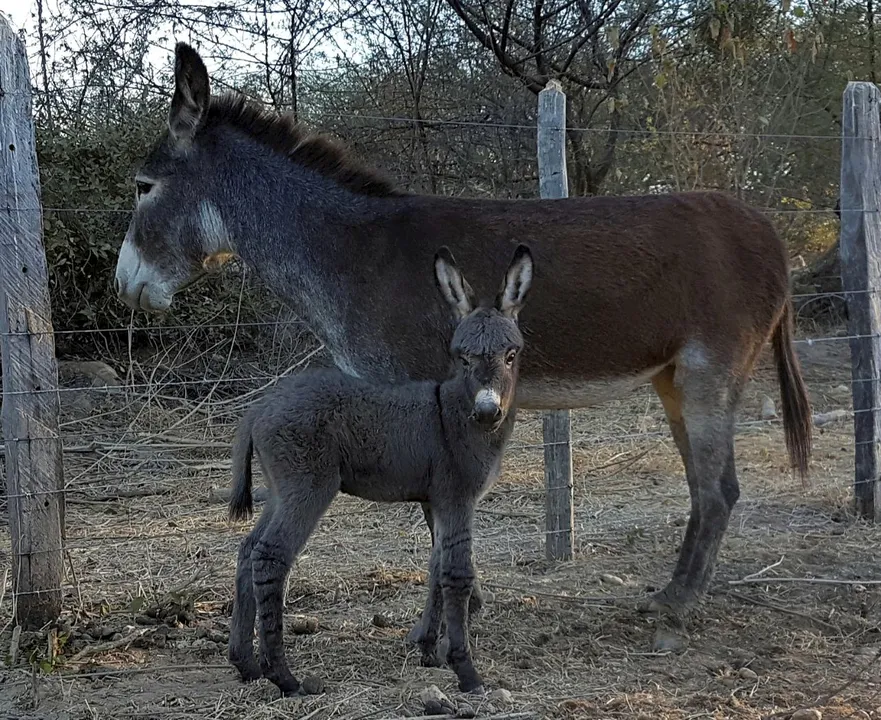 proteína de jumento é comercializada a um preço mínimo de 7500 pesos argentinos
