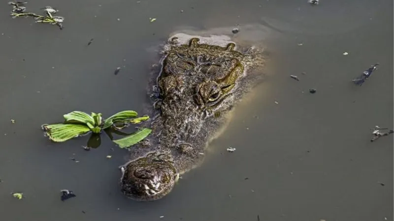 Crocodilo estava sendo acompanhado por agentes de segurança