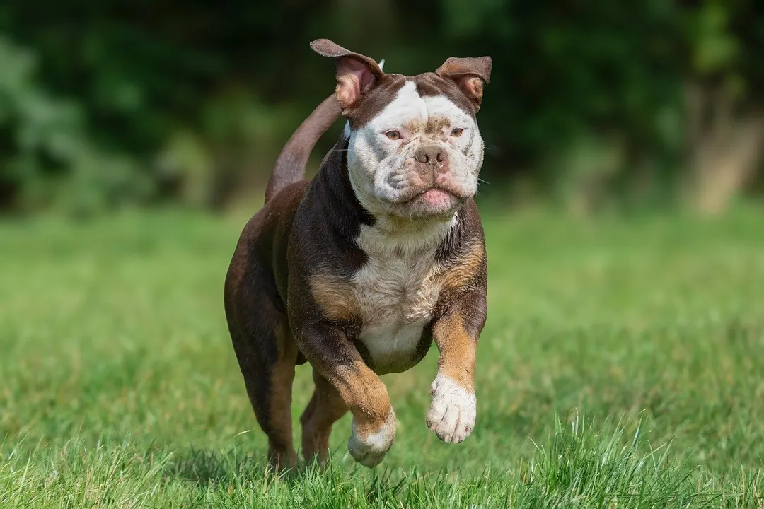 Pedido de empréstimo foi enviado na segunda-feira, 23
