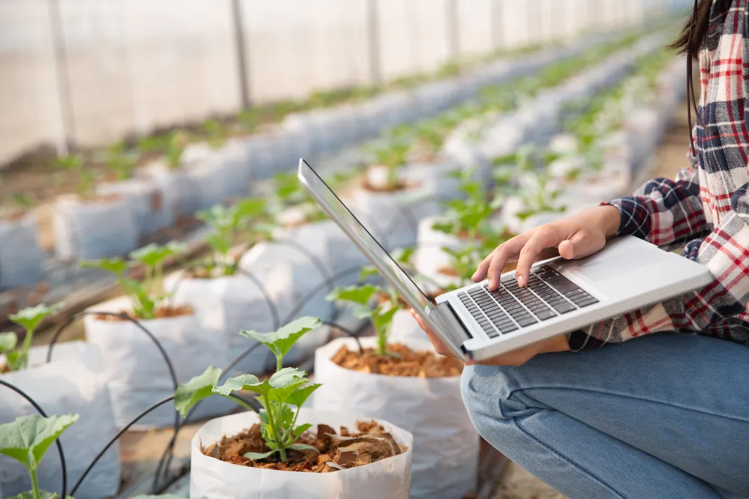 Cooperativas em alta: o impacto da agroindustrialização na renda do produtor rural baiano