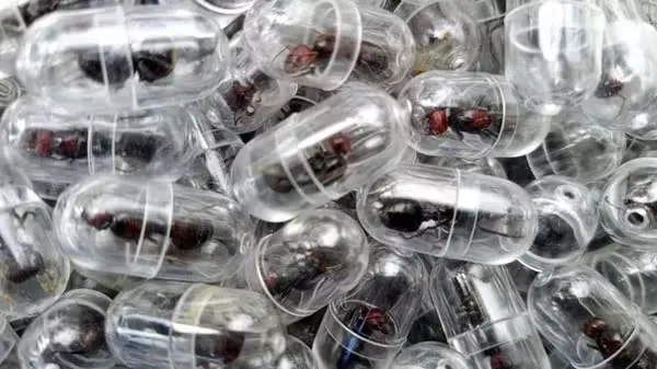 Imagem ilustrativa da imagem Tráfico de formigas cresce com venda de rainhas por até R$ 1 mil