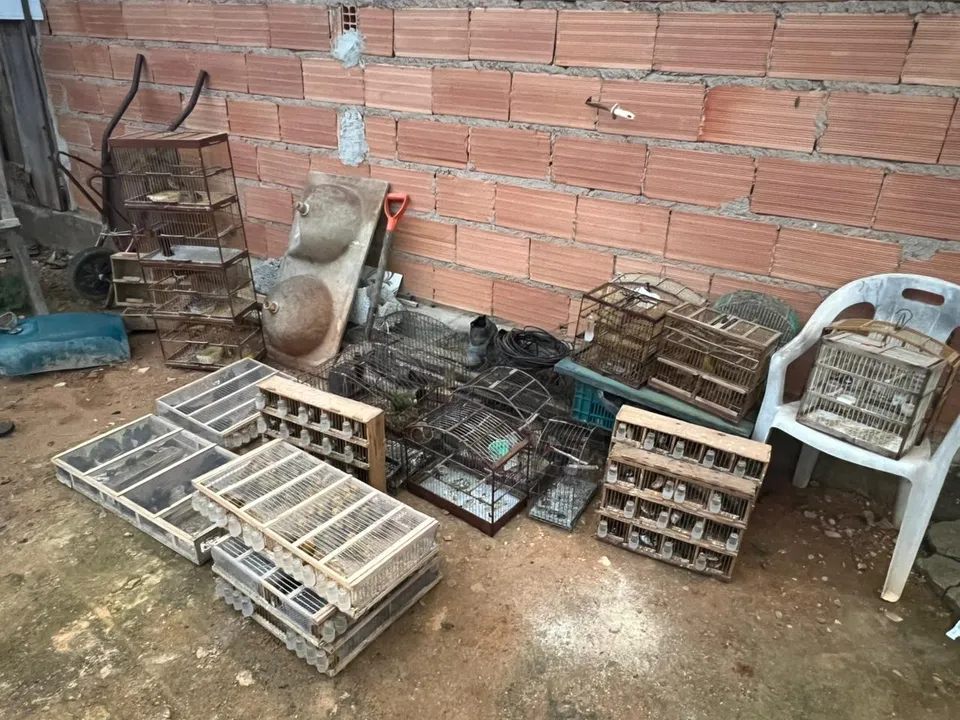 Animais eram enviados para um receptador em Pernambuco