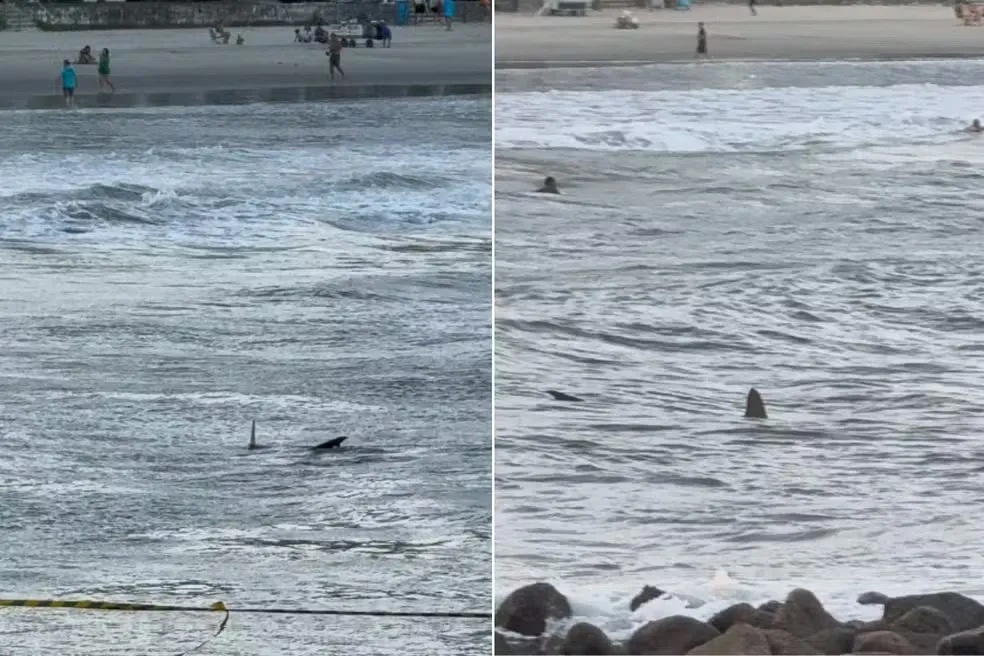 Tubarão é flagrado próximo de crianças no litoral