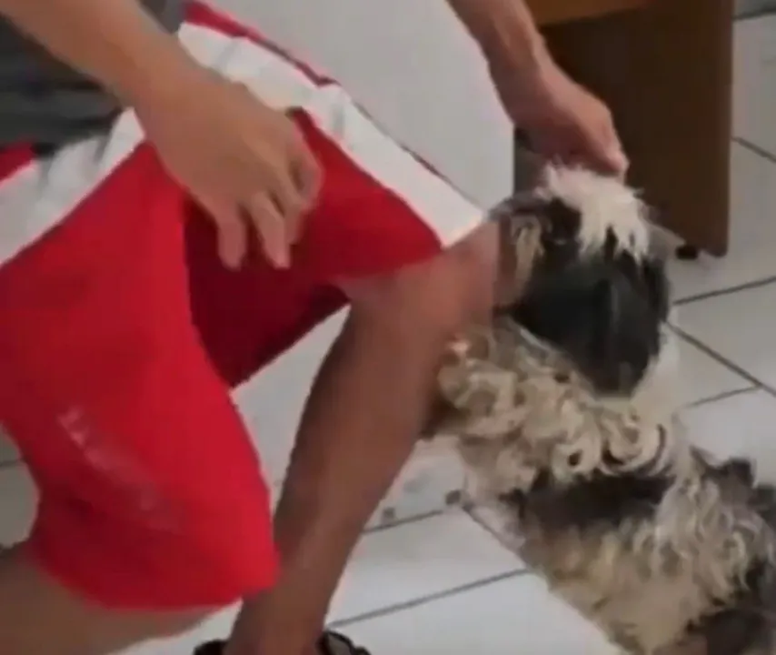 Endy é uma Shih Tzu de oito anos