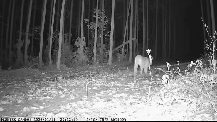 A espécie é conhecida como suçuarana ou puma