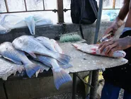 Analista diz que "força da máquina" na RMS é aposta para consolidar liderança de Jerônimo