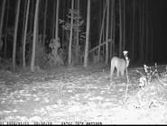 Proibição afeta também apostas que envolvam o cenário eleitoral