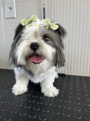 Imagem ilustrativa da imagem Adoção salva matrizes de exploração e maus tratos