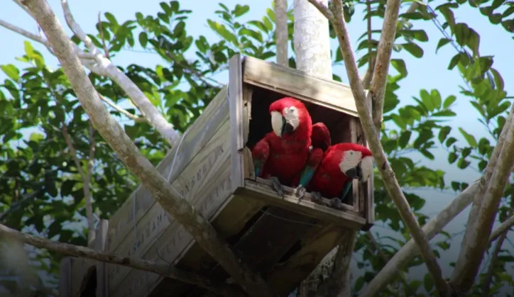 Imagem ilustrativa da imagem Após 200 anos, araras-vermelhas ressurgem