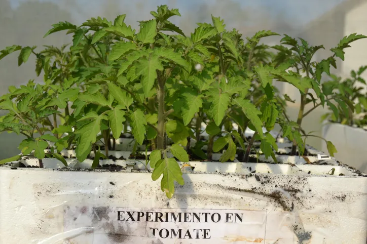 Mudas de tomateiras cultivadas em experimento com bioinsumos