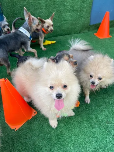 Cães resgatados em clínica veterinária no Rio Vermelho