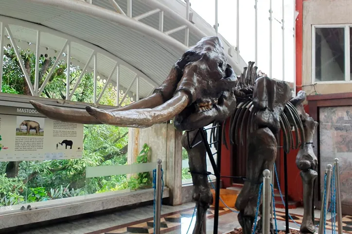 Réplica do esqueleto de um Martodonte