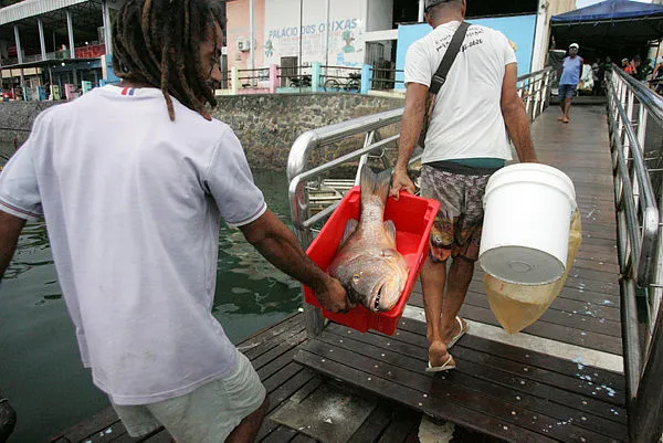 Imagem ilustrativa da imagem Novo ministro avalia pesca e perspectivas do agro para 2026