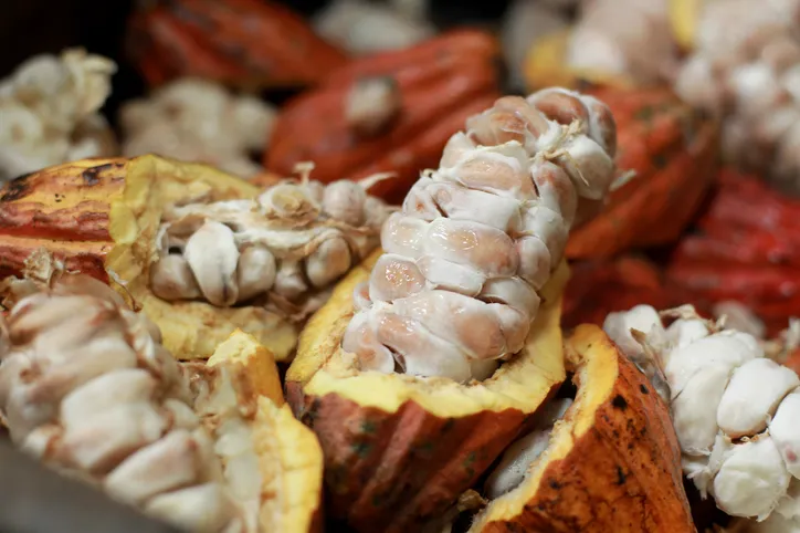 Governo Lula suspendeu importação de cacau do Costa do Marfim