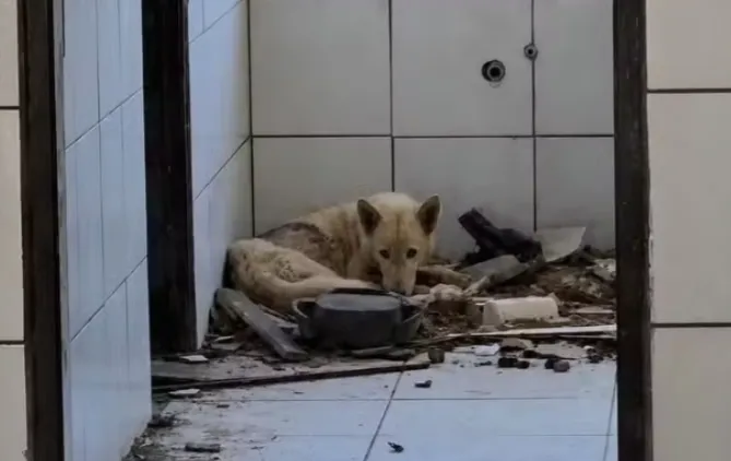 Imagem ilustrativa da imagem Adolescente é apreendido por maus-tratos a cães na Bahia