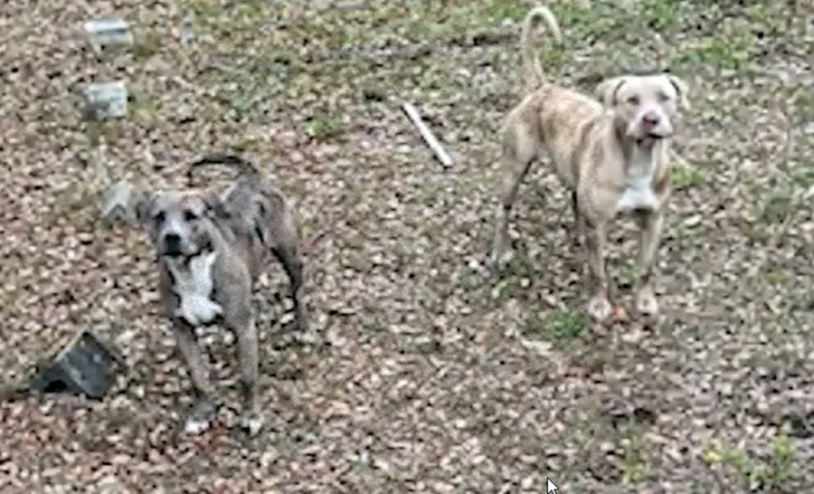 Imagem ilustrativa da imagem Brutal: mulher morre após ataque de pit bulls durante passeio com cachorro