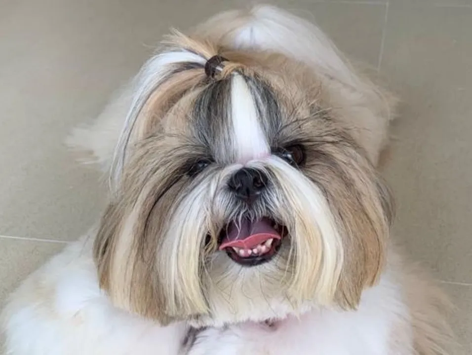 Snow, de 8 anos, tem olho seco e cílios que nascem fora do lugar