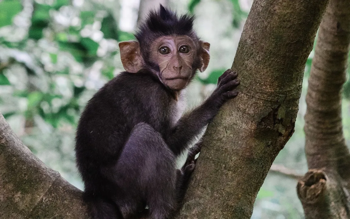 O animal convivia com a família há 4 anos