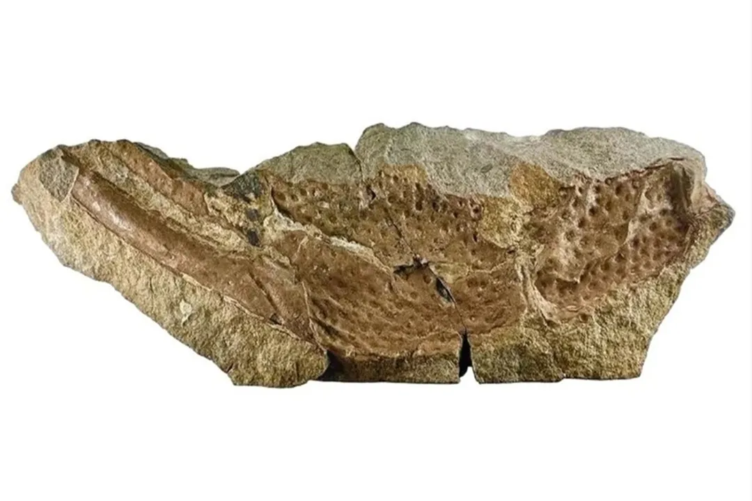 Aracnídeo viveu antes da era dos dinossauros