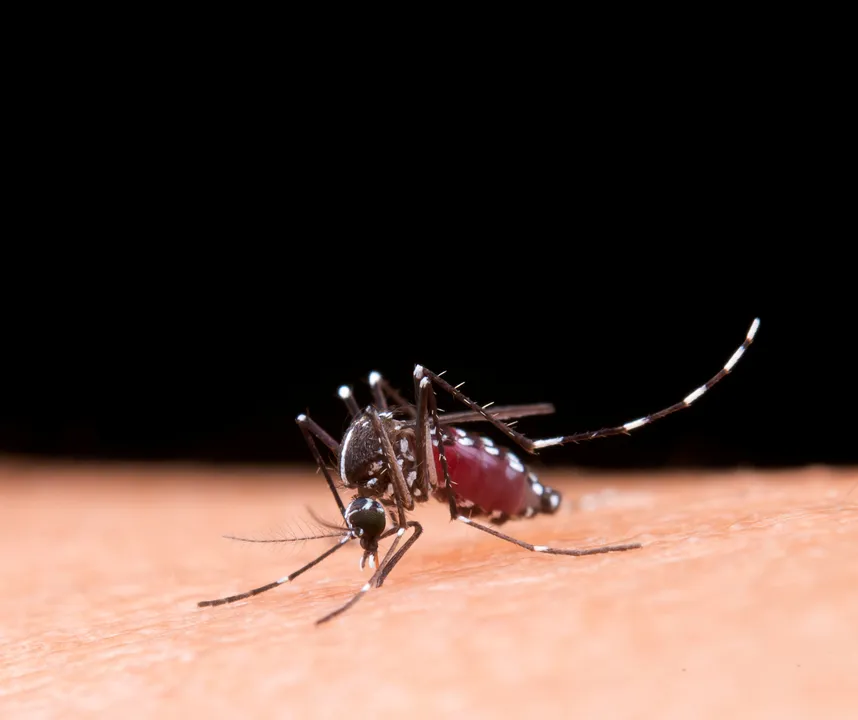 Imagem ilustrativa da imagem Mosquito desagradável