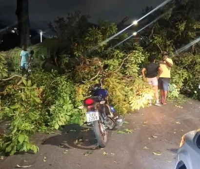 Imagem ilustrativa da imagem Queda de árvore interdita avenida e deixa feridos no Dique do Tororó