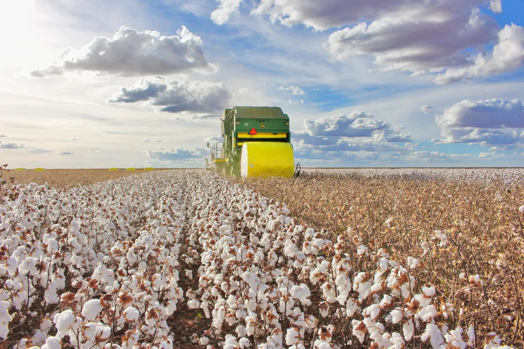 Imagens de plantação e colheita de algodão