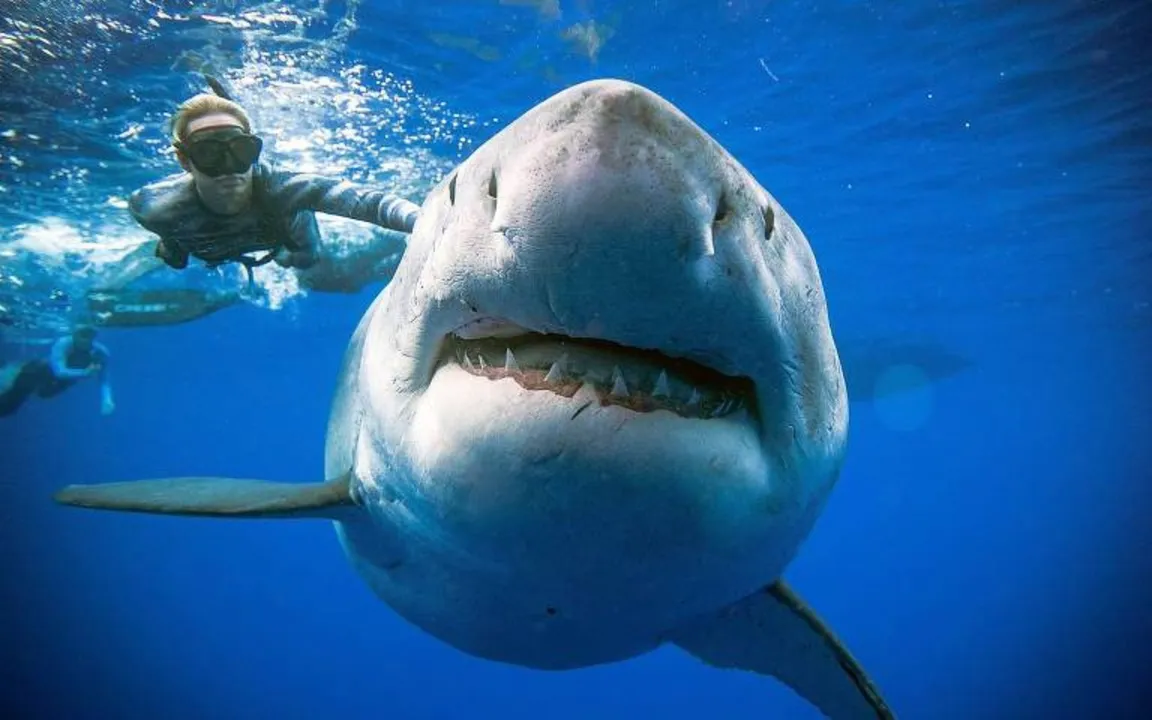Tubarão-branco gigante fotografado no Havaí