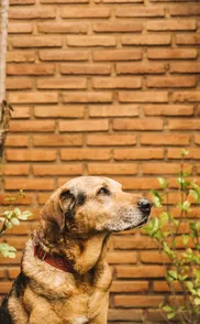 Zona Pet