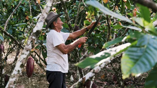 Em 2017, 7 em cada 10 produtores agropecuários baianos eram homens
