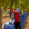 Trabalha no campo? Conheça seis benefícios do INSS para mulheres imagem