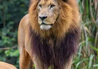Como garantir ingresso gratuito para o Zoológico de São Paulo?