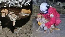 Cadela é resgatada após ficar presa em concreto a 1 metro de profundidade