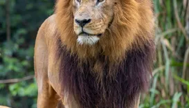 Como garantir ingresso gratuito para o Zoológico de São Paulo?